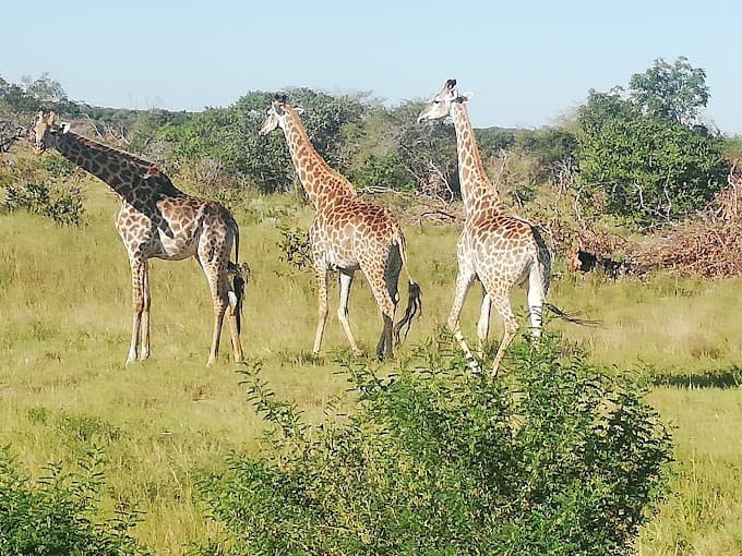 Maputo-Spezialreservat