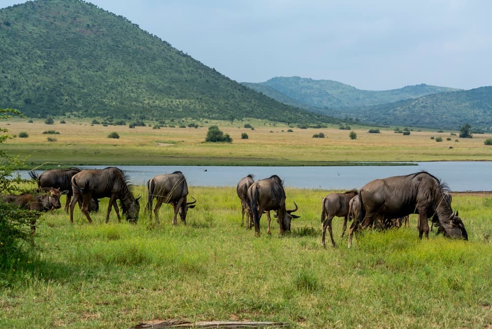 Pilanesberg-Nationalpark