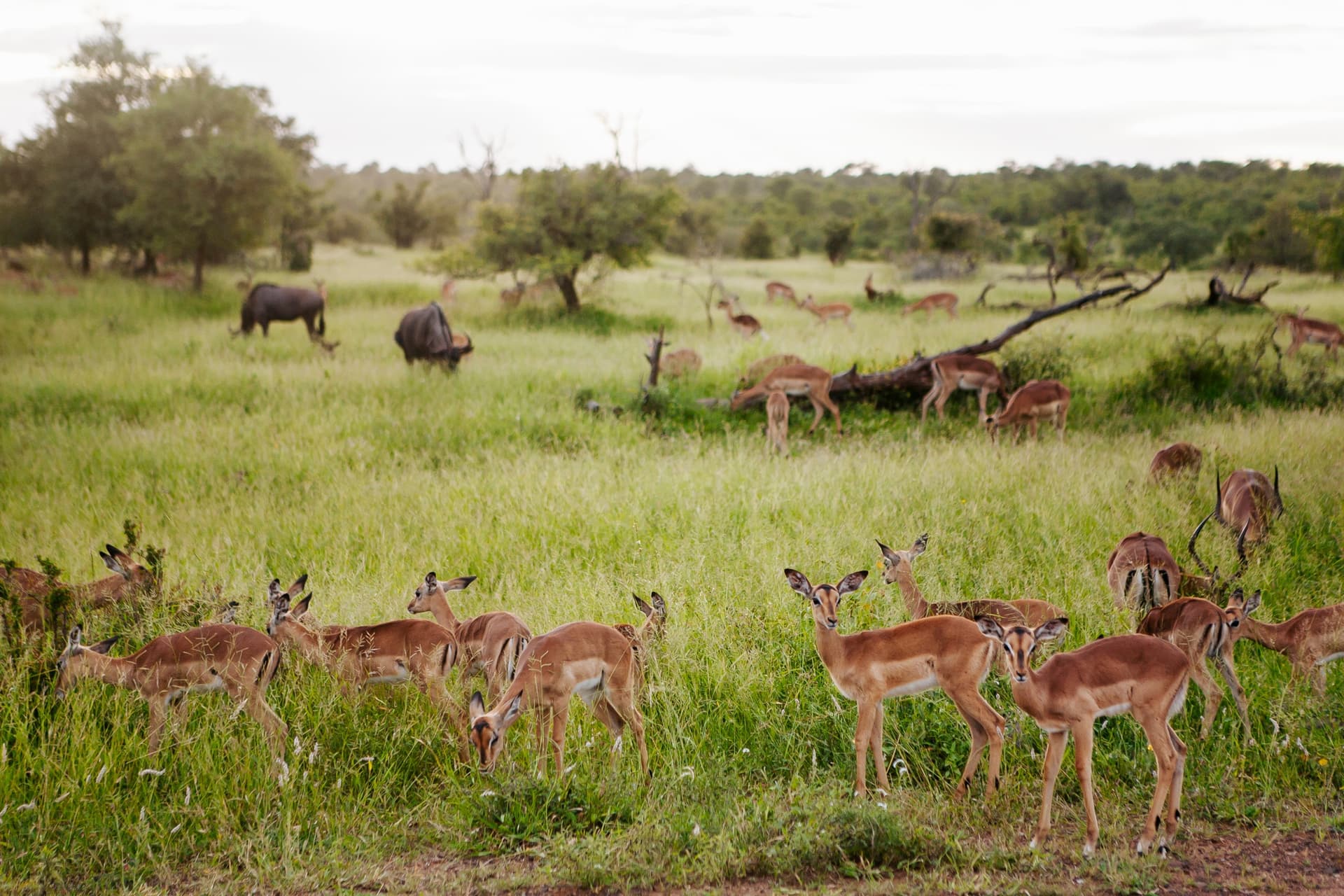 Welche Tiere kann man in Mosambik beobachten?